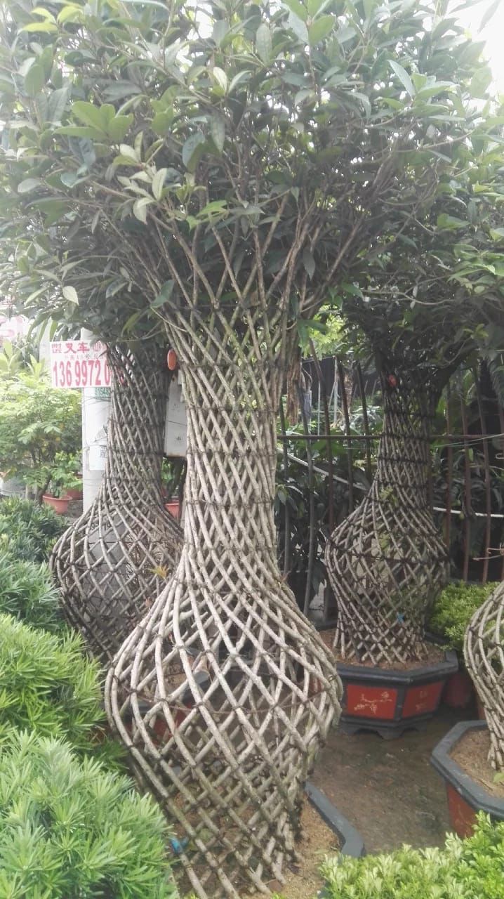 Decorative trees