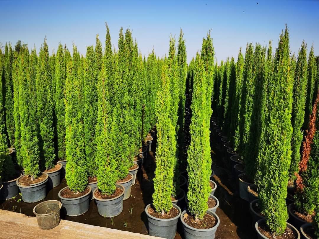Cypress trees