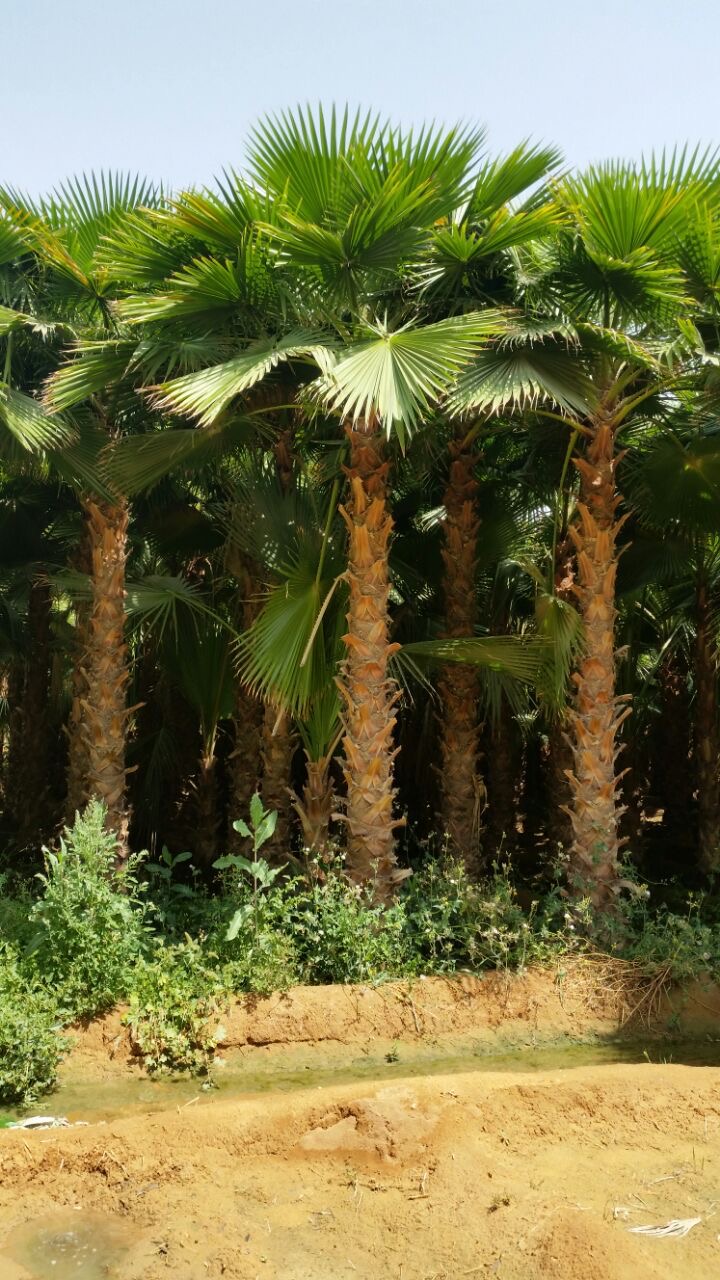 Palm trees